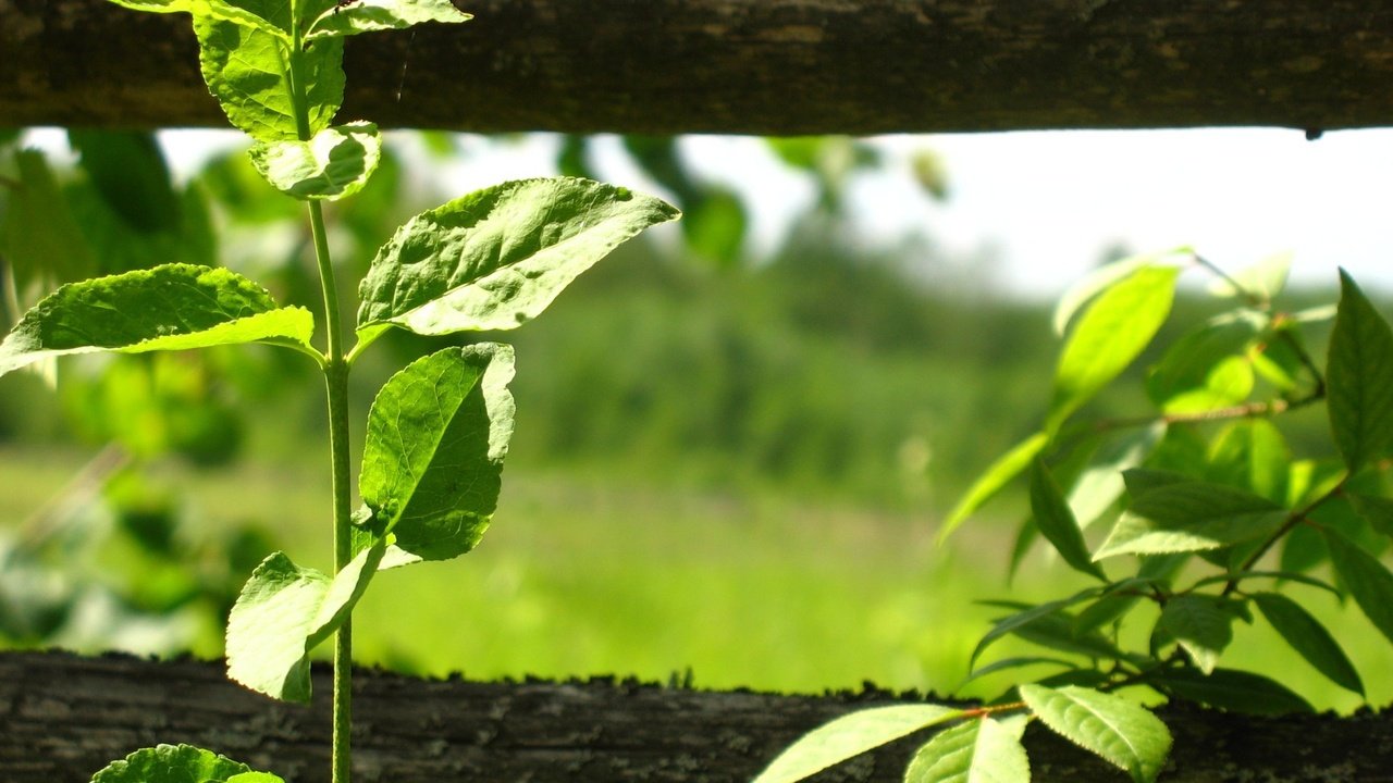 Обои листья, забор, растение, leaves, the fence, plant разрешение 1920x1440 Загрузить