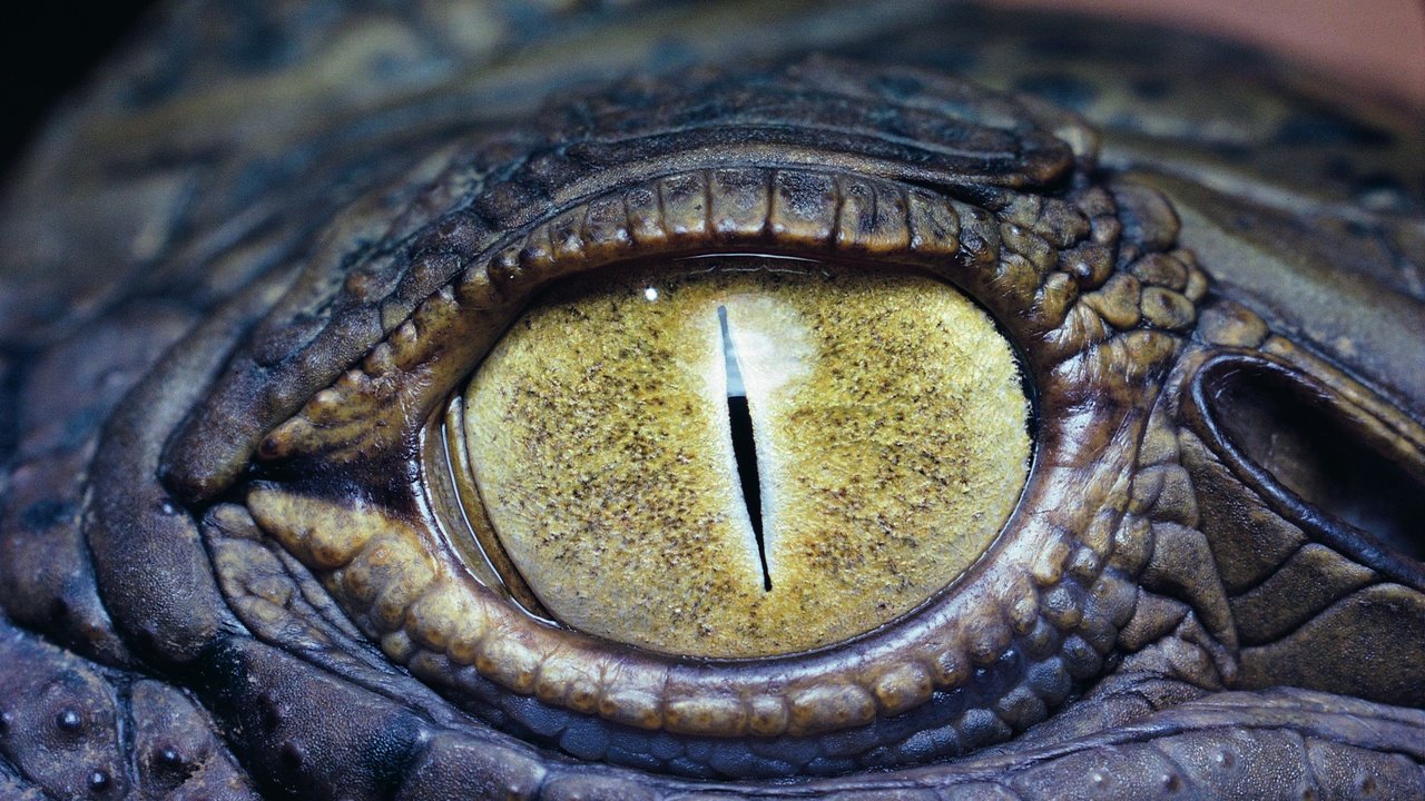 Обои глаз, крокодил, рептилия, крупным планом, пресмыкающиеся, eyes, crocodile, reptile, closeup, reptiles разрешение 3526x2276 Загрузить