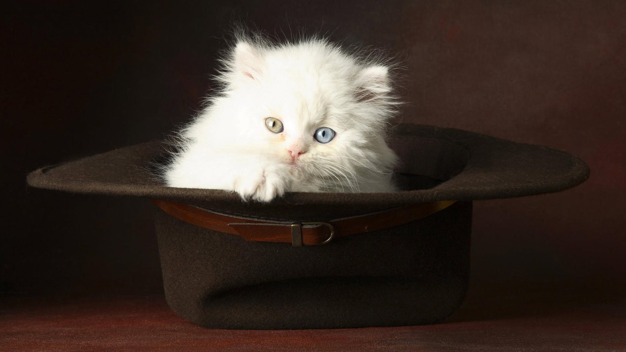 Обои глаза, котенок, пушистый, белый, шляпа, eyes, kitty, fluffy, white, hat разрешение 1920x1200 Загрузить