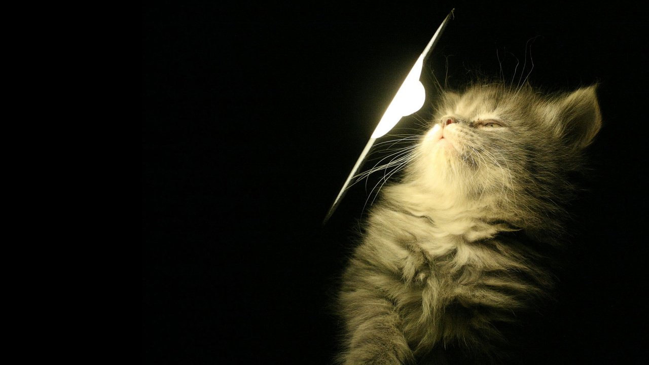 Обои свет, лампа, котенок, light, lamp, kitty разрешение 1920x1200 Загрузить