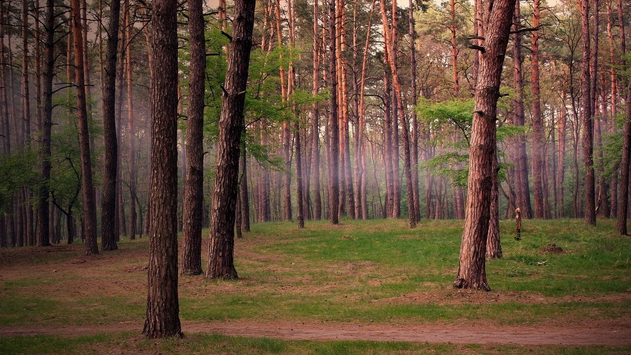 Обои деревья, лес, сосны, trees, forest, pine разрешение 1920x1200 Загрузить