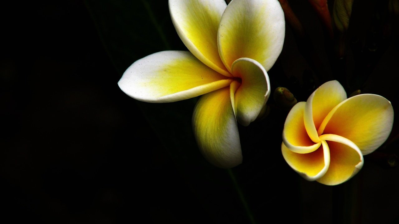 Обои желтый, макро, цветок, черный фон, плюмерия, yellow, macro, flower, black background, plumeria разрешение 2816x2112 Загрузить