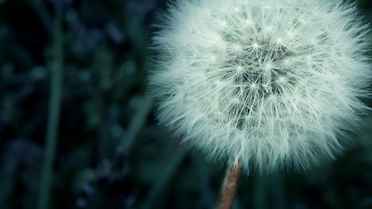 Обои трава, цветок, одуванчик, пух, пушинки, былинки, grass, flower, dandelion, fluff, fuzzes, blade разрешение 2560x1600 Загрузить