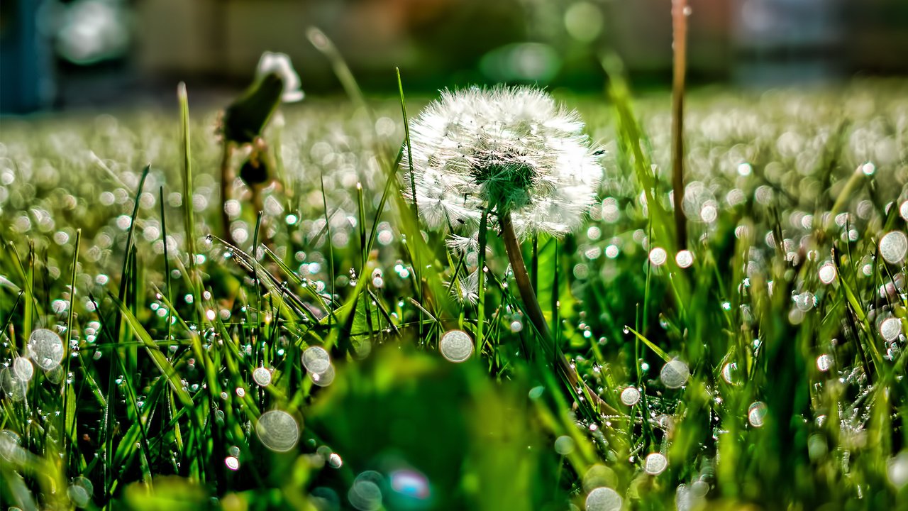 Обои свет, трава, роса, блики, поляна, одуванчик, light, grass, rosa, glare, glade, dandelion разрешение 1920x1200 Загрузить