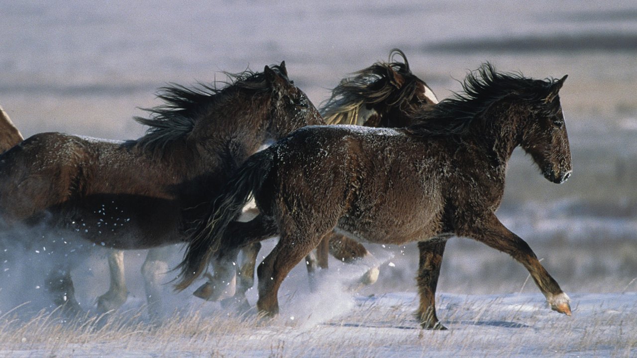 Обои лошадь, снег, зима, жеребец, horse, snow, winter, stallion разрешение 1920x1080 Загрузить