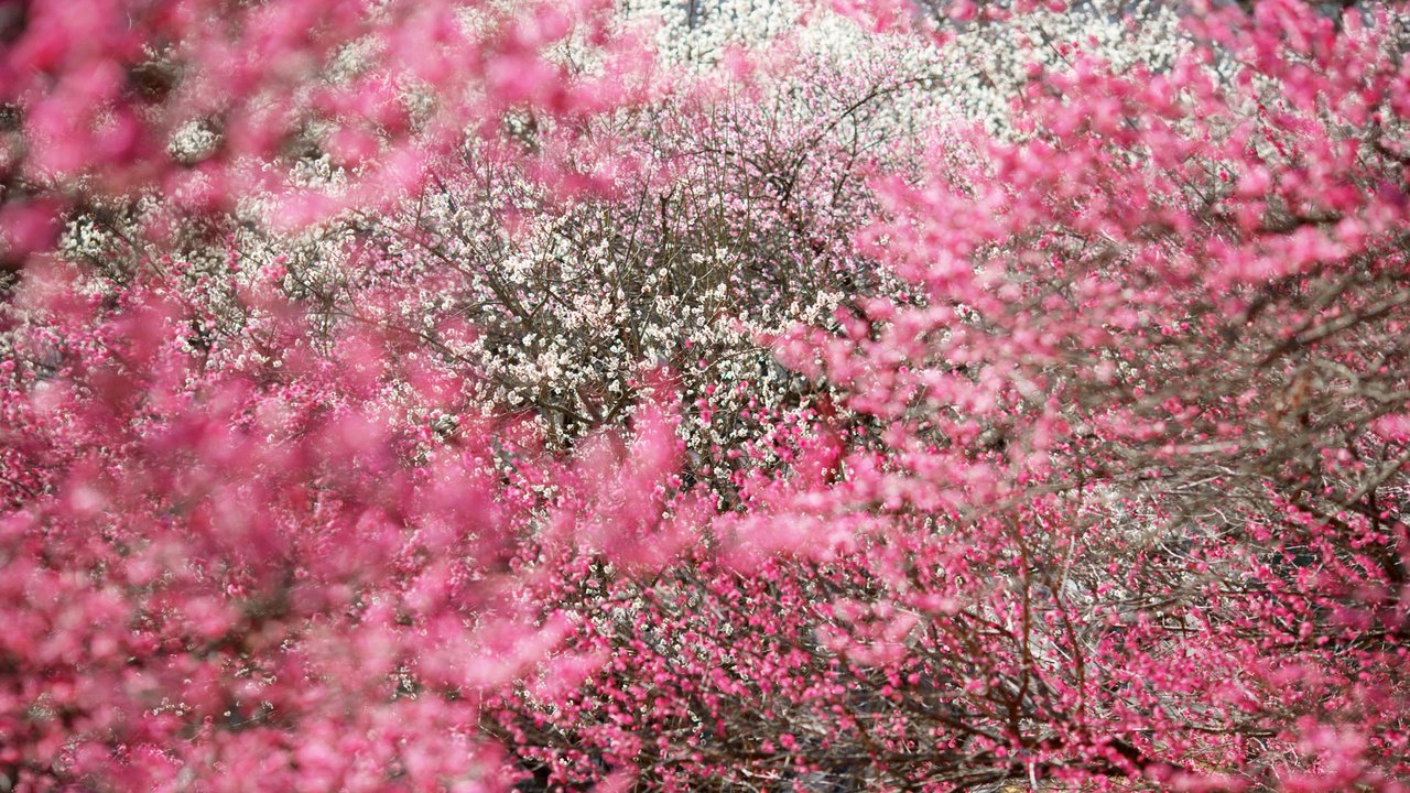 Обои деревья, сакура, соцветия, trees, sakura, inflorescence разрешение 1920x1200 Загрузить