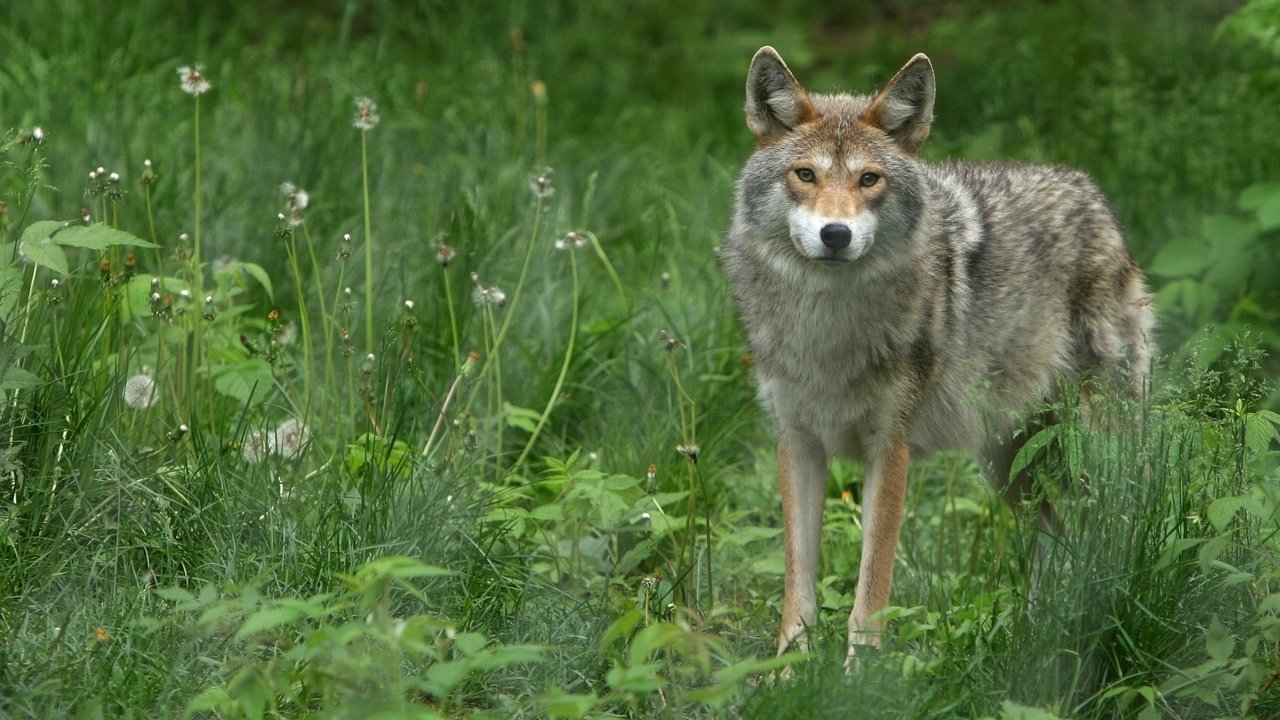 Обои трава, взгляд, волк, grass, look, wolf разрешение 1920x1200 Загрузить