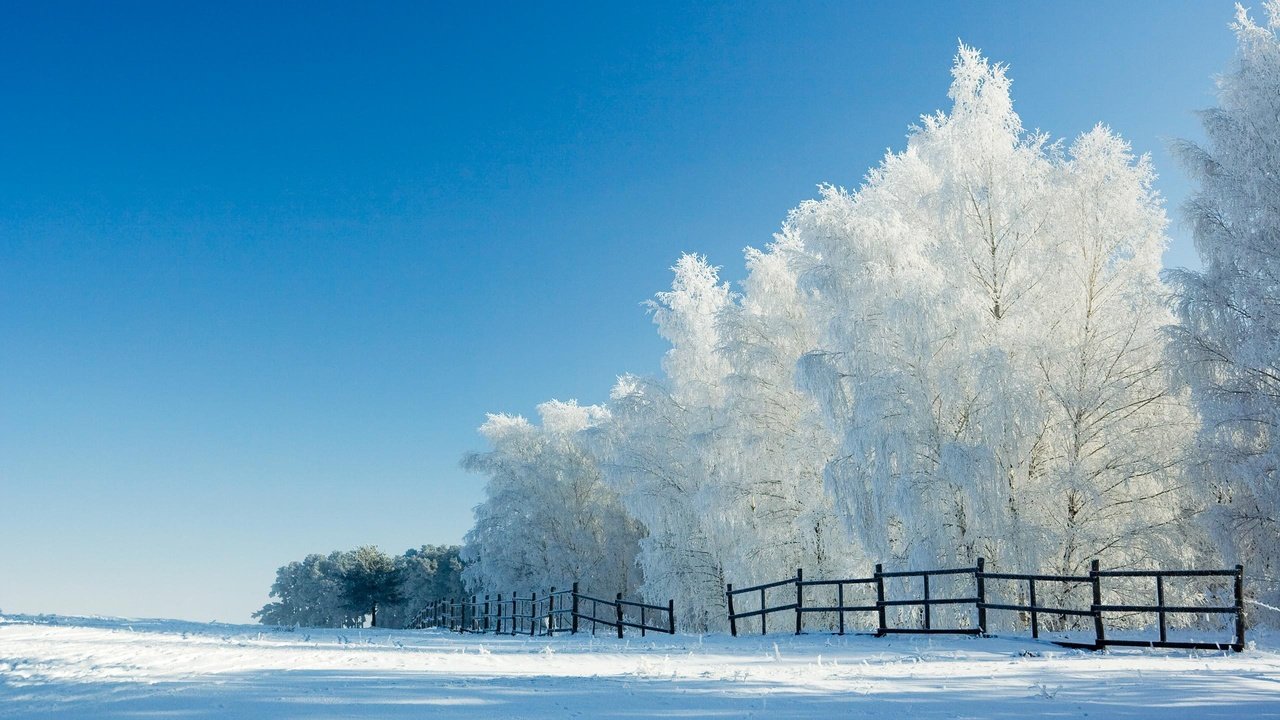 Обои деревья, снег, зима, забор, trees, snow, winter, the fence разрешение 2560x1600 Загрузить