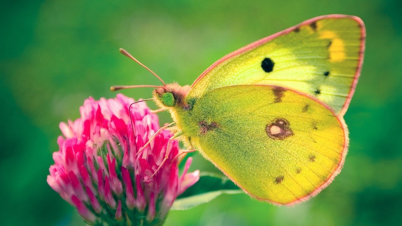 Обои клевер, зелёный, бабочка, clover, green, butterfly разрешение 1920x1200 Загрузить