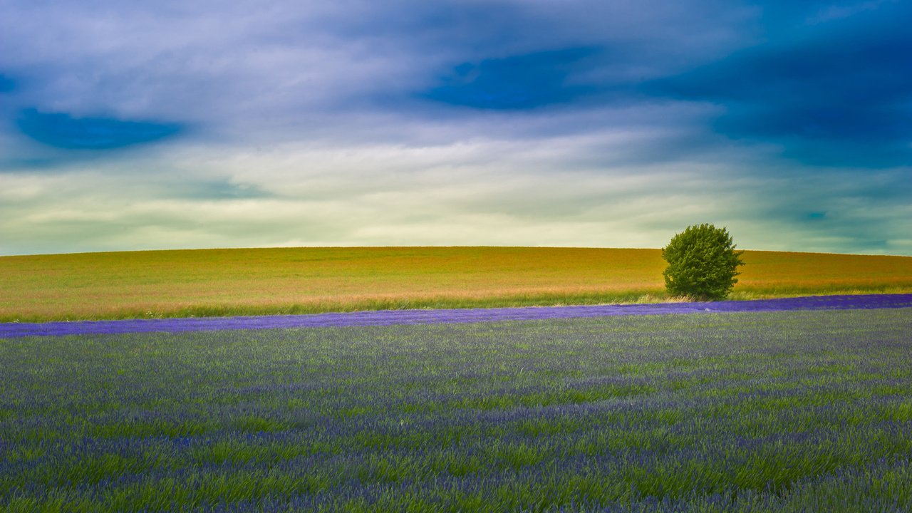 Обои поле, лаванда, англия, field, lavender, england разрешение 2560x1600 Загрузить