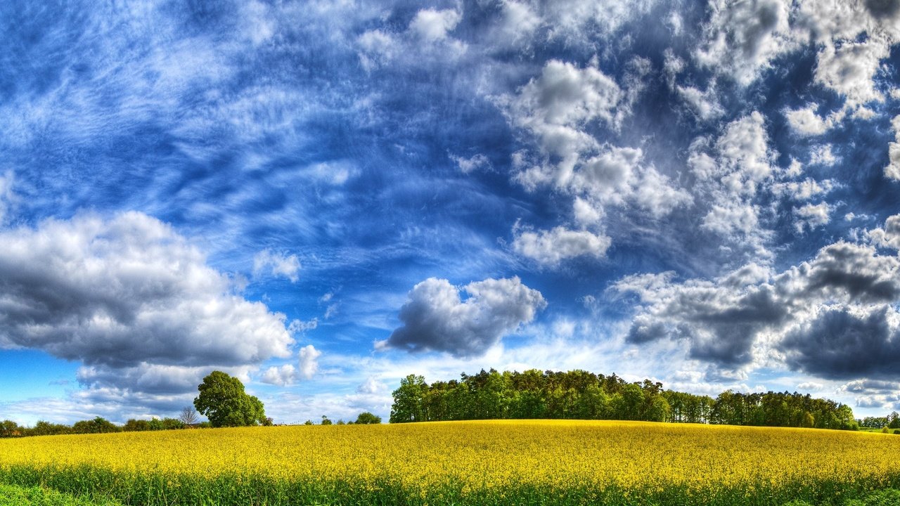 Обои небо, облака, желтый, поле, the sky, clouds, yellow, field разрешение 2560x1600 Загрузить