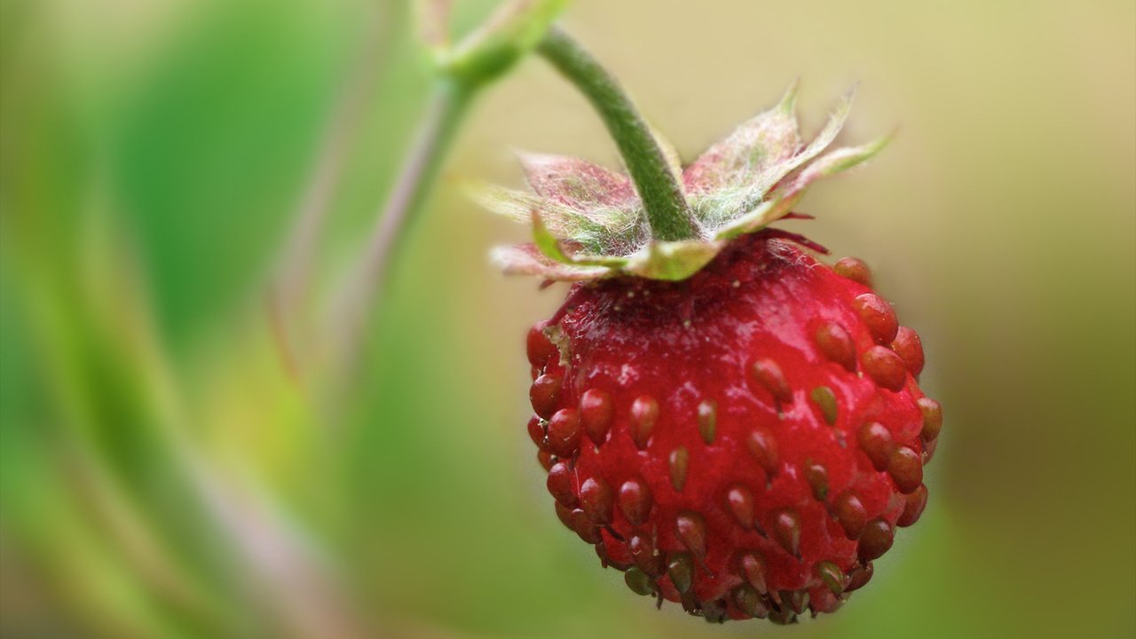 Обои земляника, одна, висит, strawberries, one, hanging разрешение 1900x1200 Загрузить