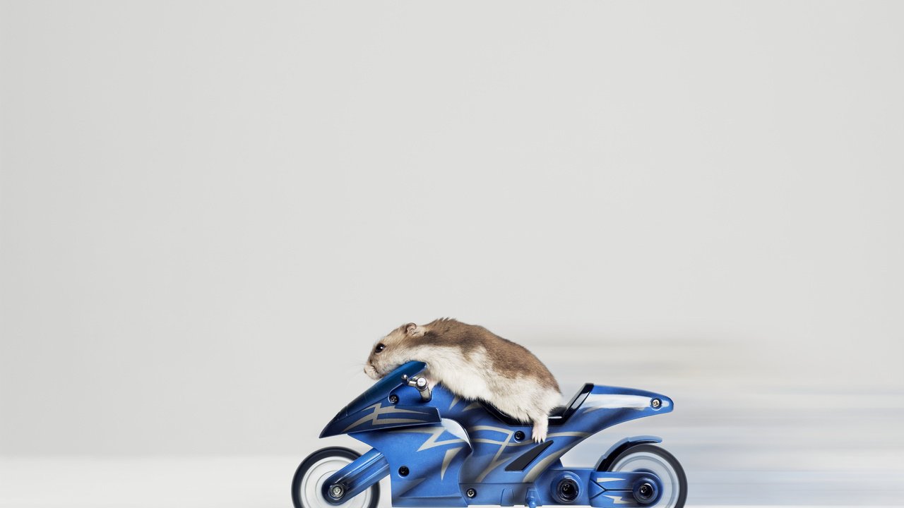 Обои гонщик, хомяк, байк, racer, hamster, bike разрешение 4825x3600 Загрузить