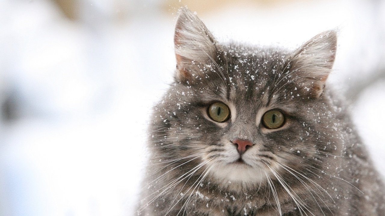 Обои обои, зима, снежинки, кошка, wallpaper, winter, snowflakes, cat разрешение 1920x1080 Загрузить