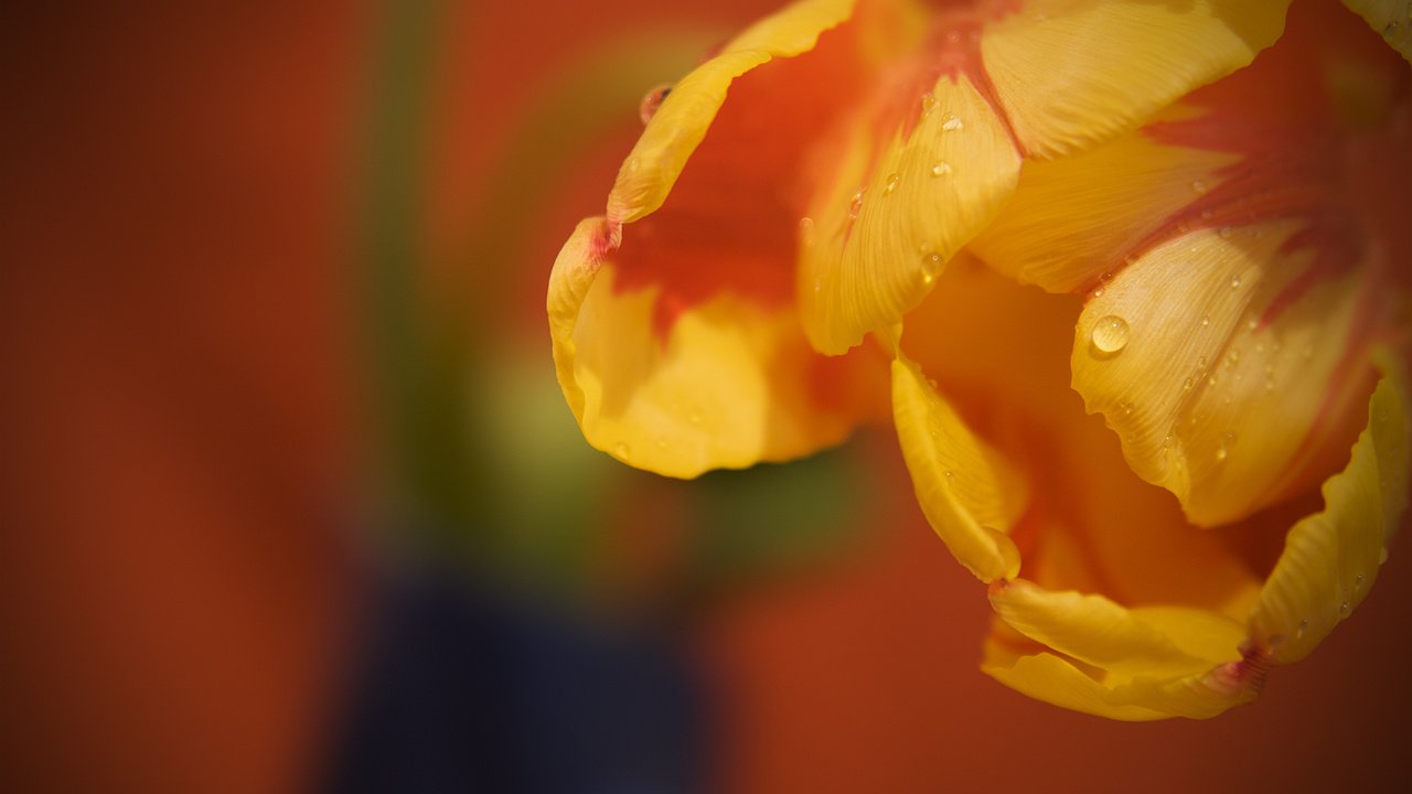 Обои цветы, макро, роса, капли, тюльпаны, flowers, macro, rosa, drops, tulips разрешение 1920x1200 Загрузить