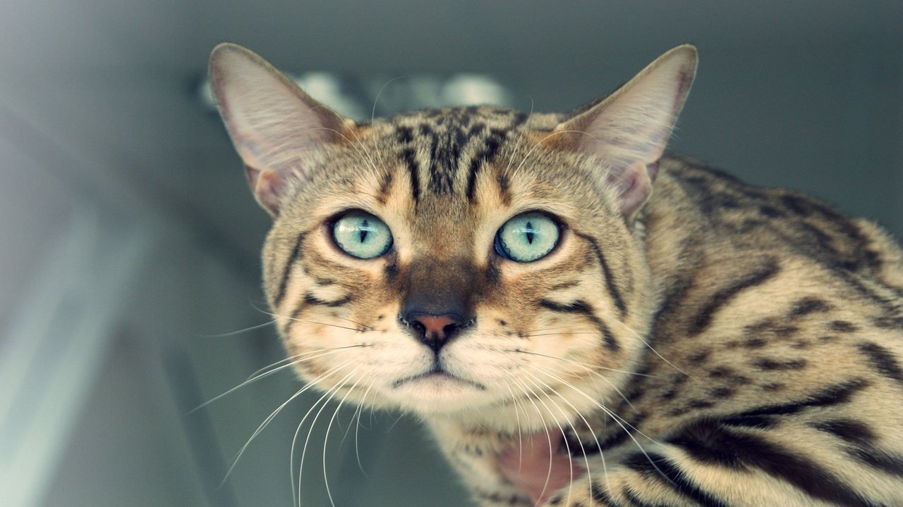 Обои кот, вгляд, полосатый, cat, peer, striped разрешение 2560x1600 Загрузить