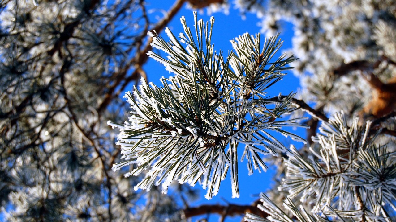 Обои зима, иней, сосна, winter, frost, pine разрешение 2560x1600 Загрузить