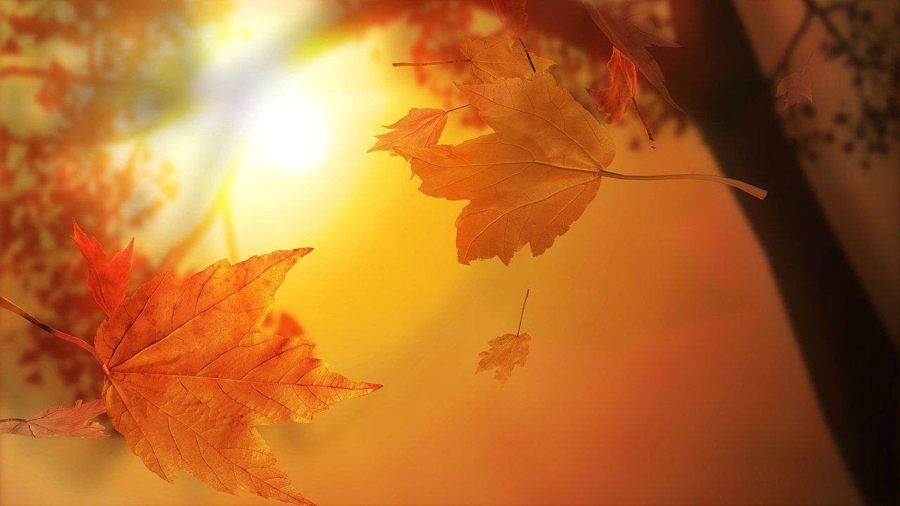 Обои солнце, листья, листва, кленовый лист, the sun, leaves, foliage, maple leaf разрешение 1920x1080 Загрузить