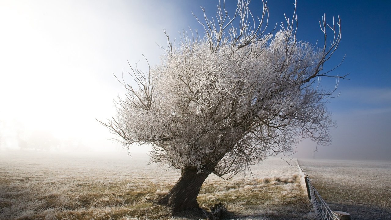 Обои небо, снег, дерево, зима, пейзаж, иней, забор, the sky, snow, tree, winter, landscape, frost, the fence разрешение 1920x1200 Загрузить