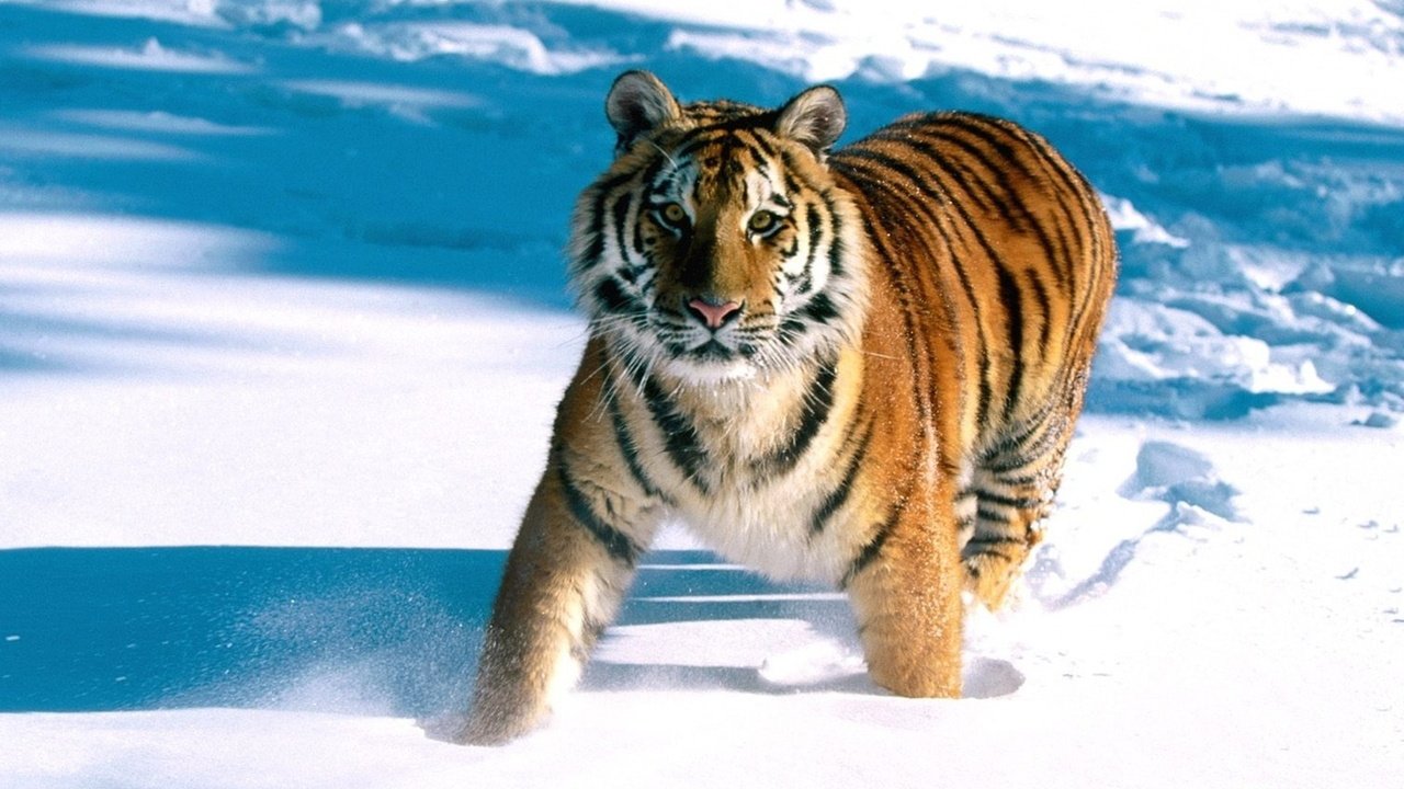 Обои тигр, снег, tiger, snow разрешение 1920x1200 Загрузить