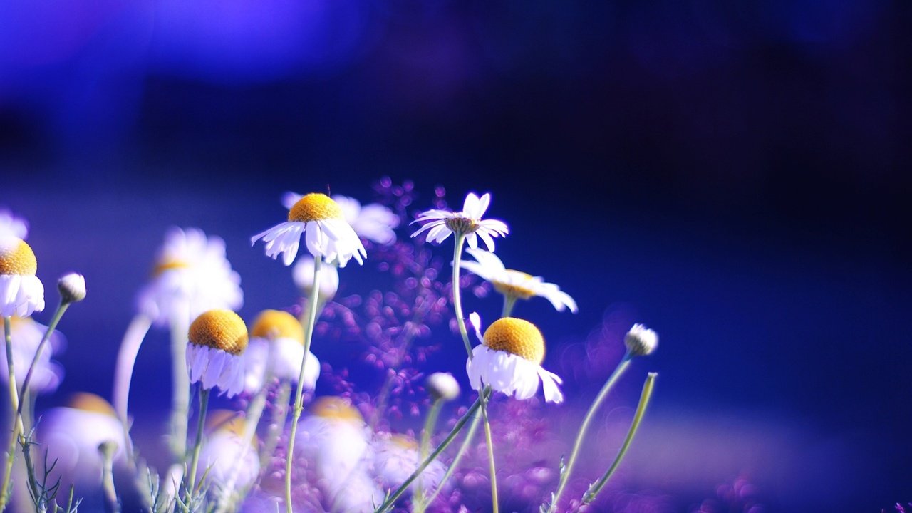 Обои природа, красота, ромашки, nature, beauty, chamomile разрешение 1920x1080 Загрузить