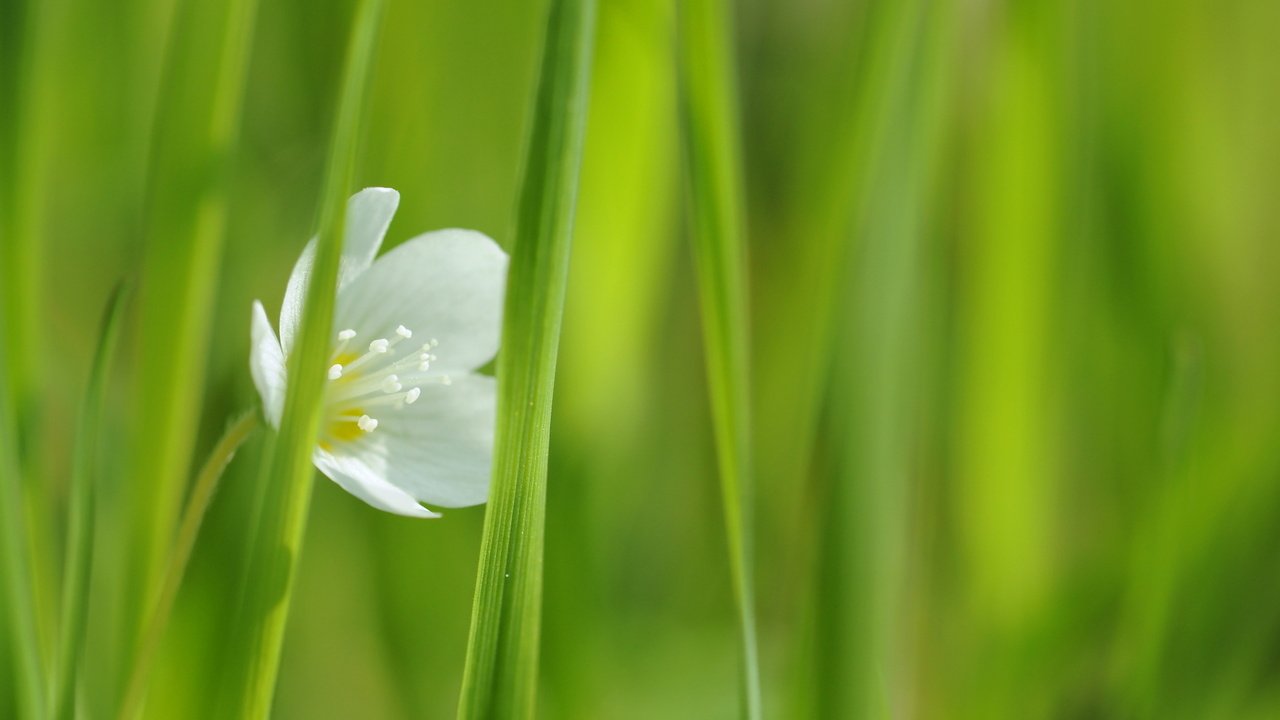 Обои трава, цветок, белый, зеленая, один, grass, flower, white, green, one разрешение 1920x1080 Загрузить