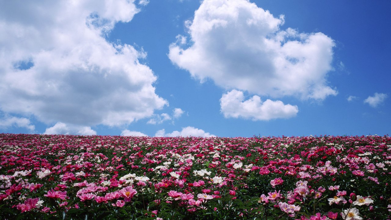 Обои небо, цветы, облака, поле, лето, the sky, flowers, clouds, field, summer разрешение 1920x1080 Загрузить