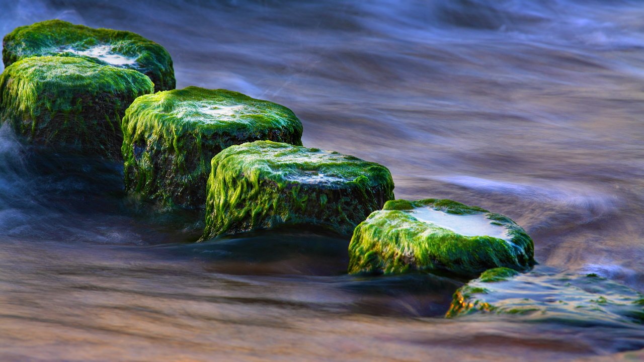 Обои вода, природа, камни, море, водоросли, крупным планом, water, nature, stones, sea, algae, closeup разрешение 1920x1200 Загрузить