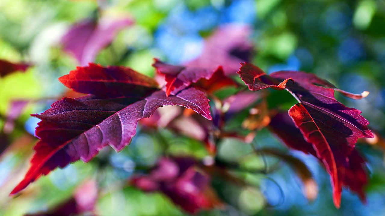 Обои природа, листья, фон, осень, nature, leaves, background, autumn разрешение 2560x1600 Загрузить