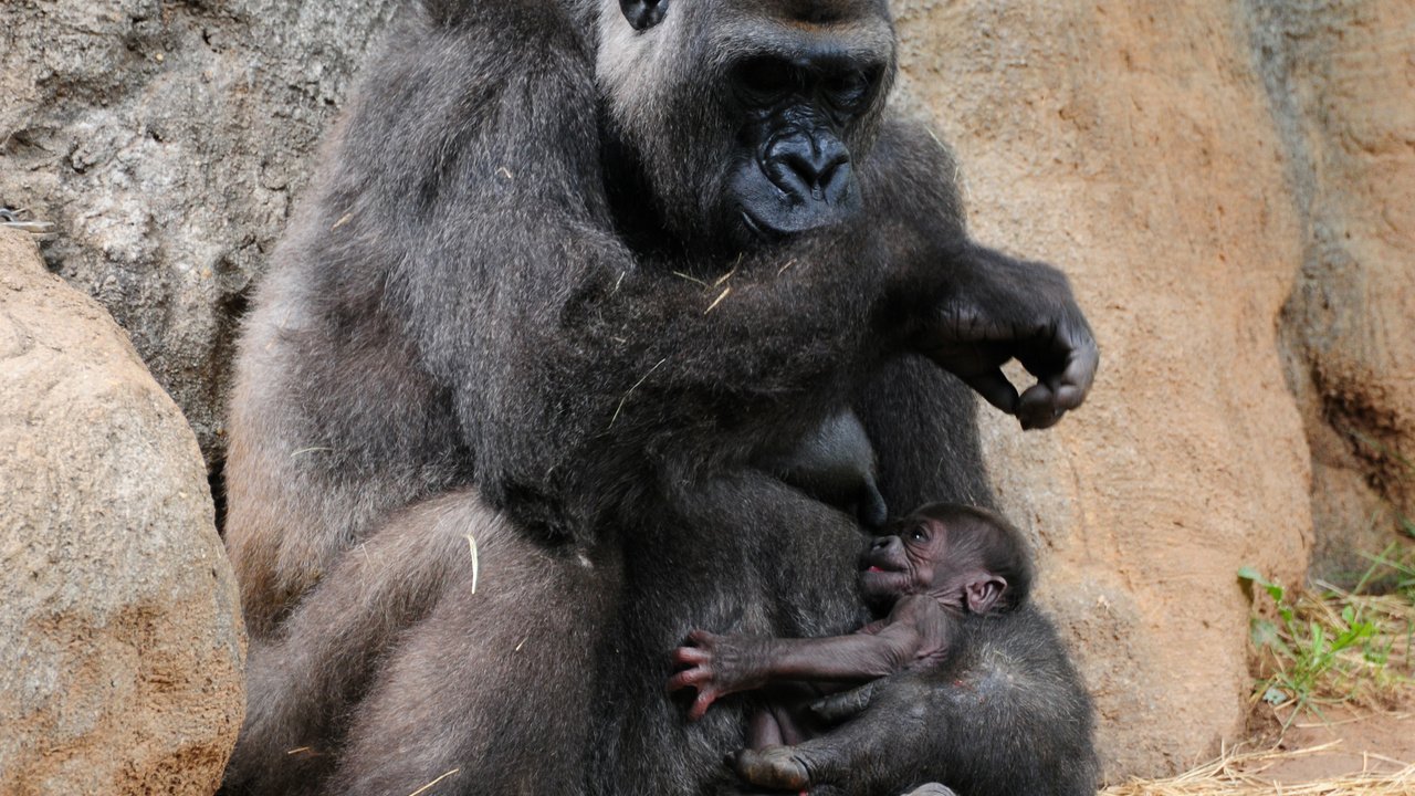 Обои забота, детеныш, горилла, обезьяны, кормление, care, cub, gorilla, monkey, feeding разрешение 2560x1920 Загрузить