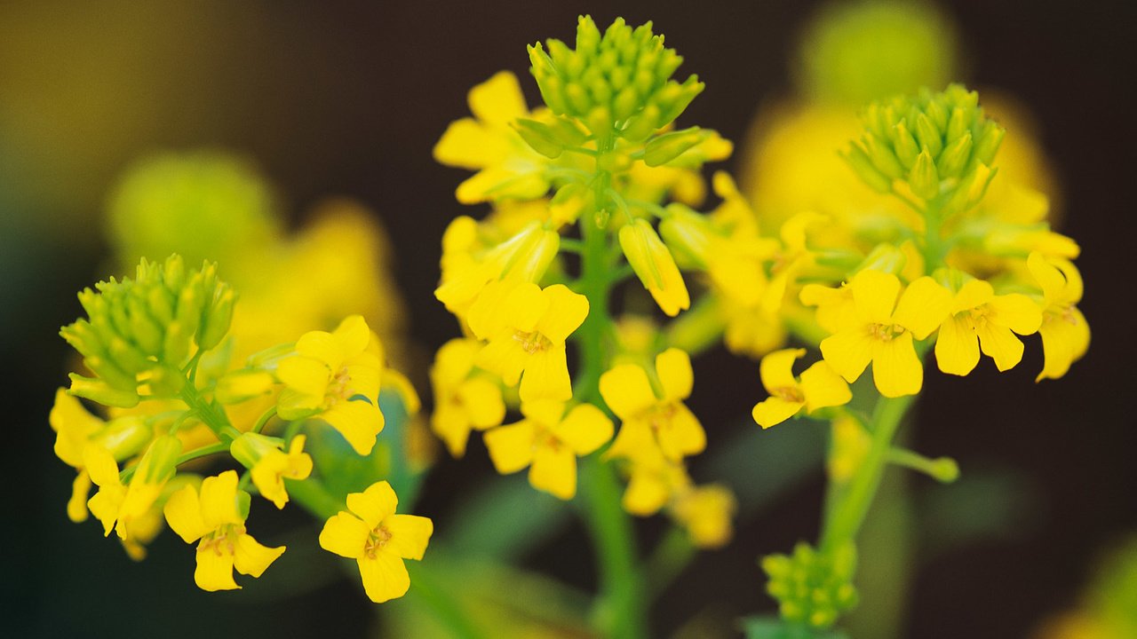 Обои цветы, цветок, сурепка, flowers, flower, winter cress разрешение 1920x1200 Загрузить