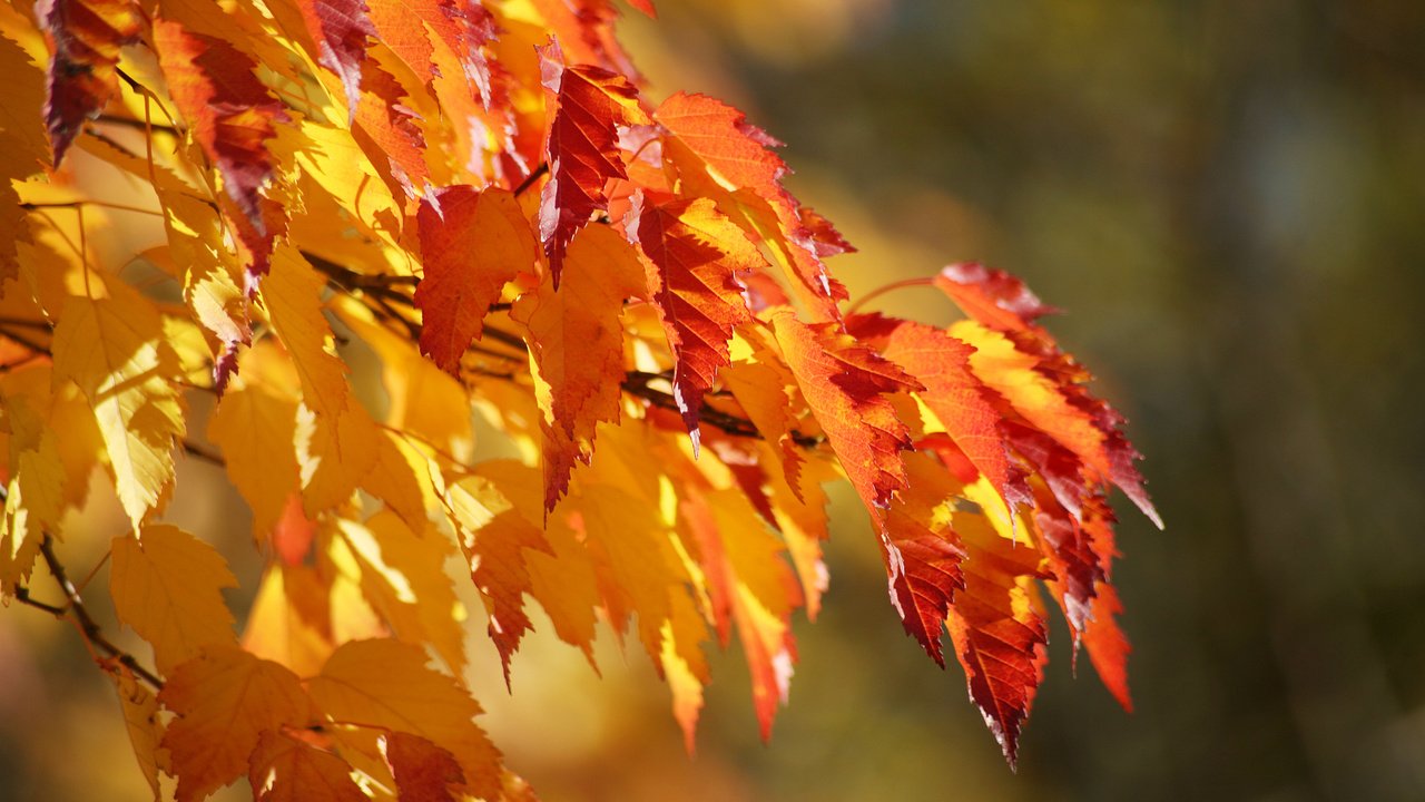 Обои листва, осень, клен, foliage, autumn, maple разрешение 1920x1080 Загрузить