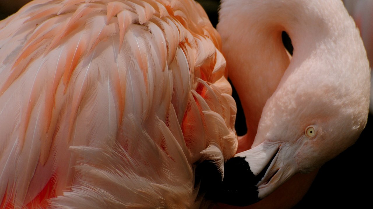 Обои фламинго, птица, клюв, перья, flamingo, bird, beak, feathers разрешение 2560x1600 Загрузить