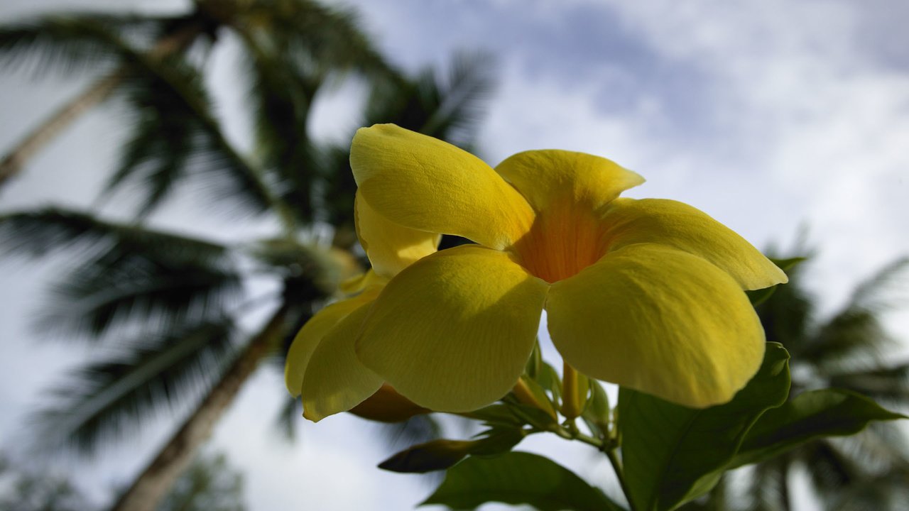 Обои цветы, лепестки, желтые, алламанда, flowers, petals, yellow, allamanda разрешение 1920x1200 Загрузить