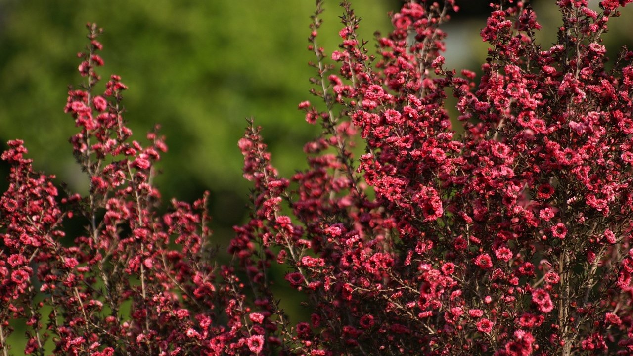 Обои лето, цвет, кустарник, summer, color, shrub разрешение 1920x1200 Загрузить