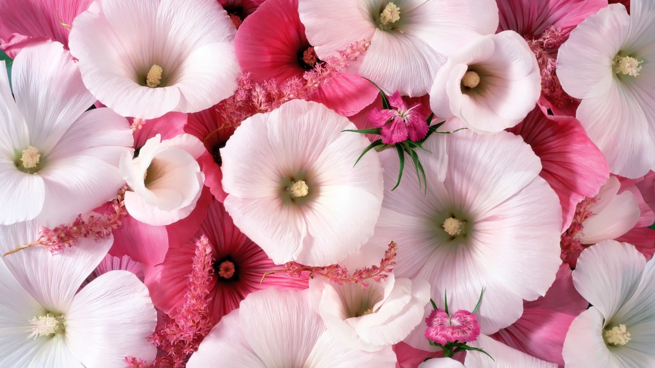 Обои цветы, розовые, белые, лаватера, flowers, pink, white, lavatera разрешение 1920x1200 Загрузить