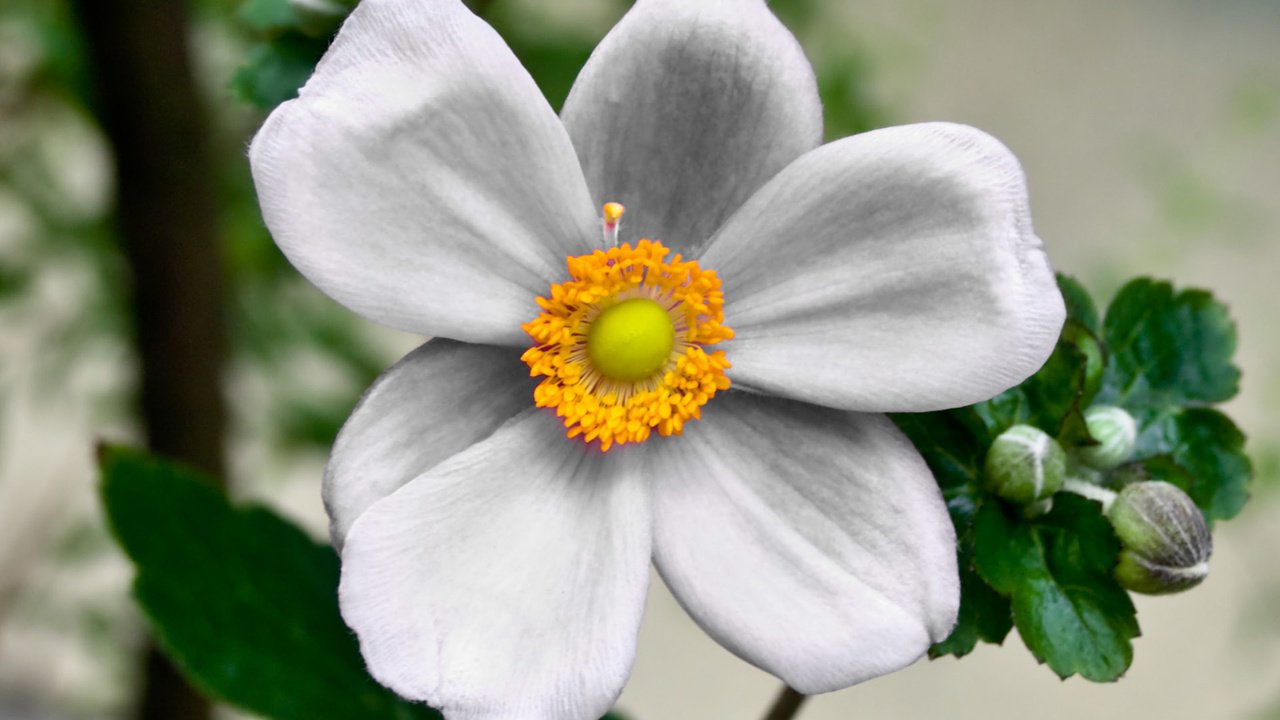 Обои цветок, лепестки, белый, растение, анемон, flower, petals, white, plant, anemone разрешение 1920x1200 Загрузить