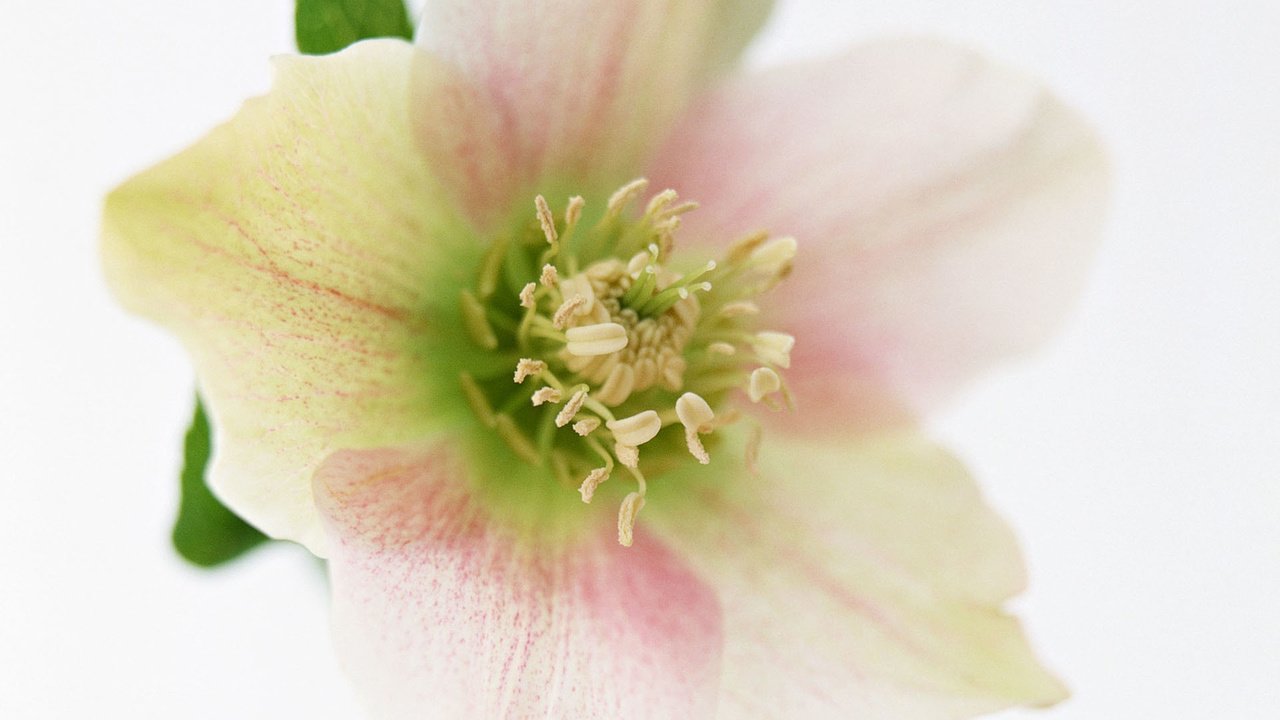 Обои цветок, лепестки, тычинки, морозник, flower, petals, stamens, hellebore разрешение 1920x1200 Загрузить