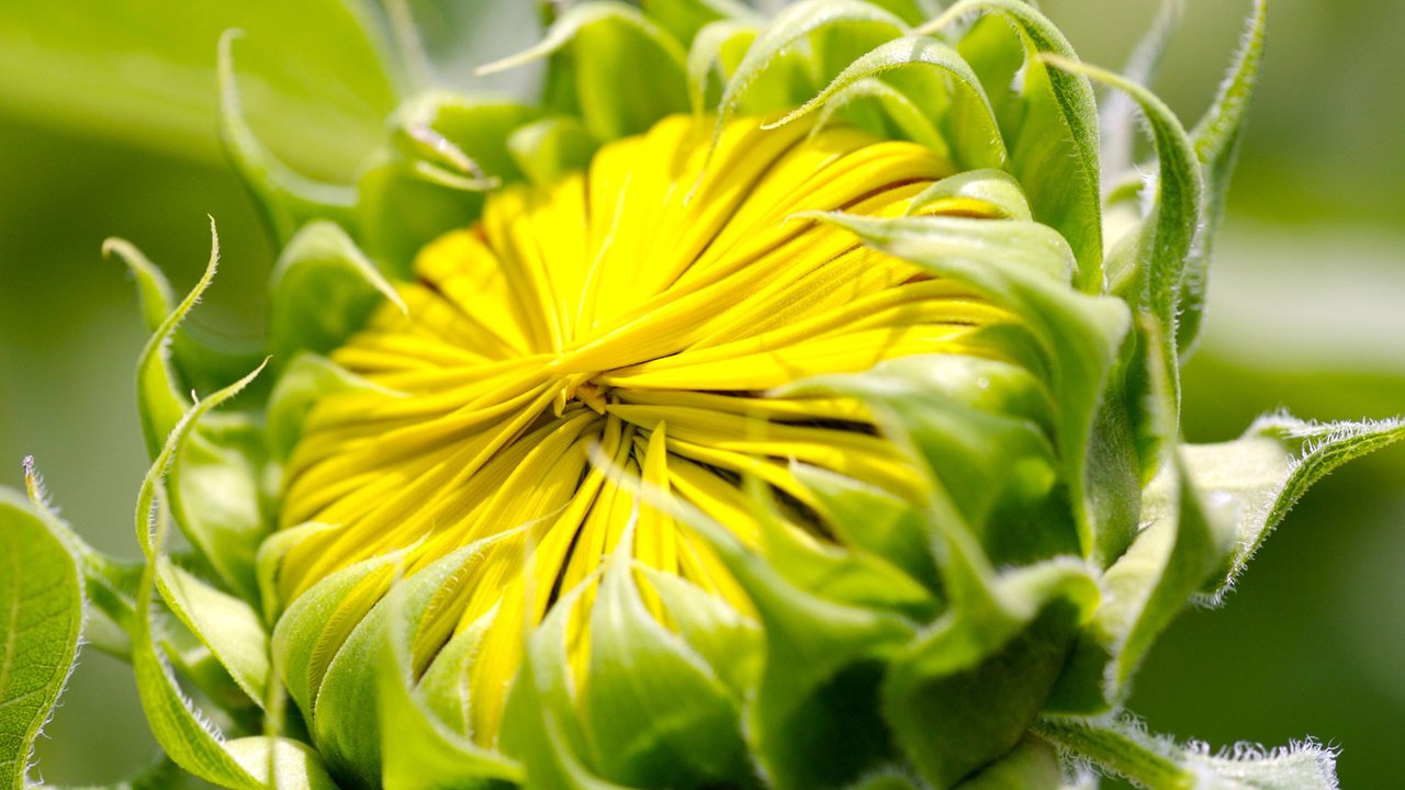 Обои листья, лепестки, подсолнух, растение, крупным планом, leaves, petals, sunflower, plant, closeup разрешение 1920x1200 Загрузить