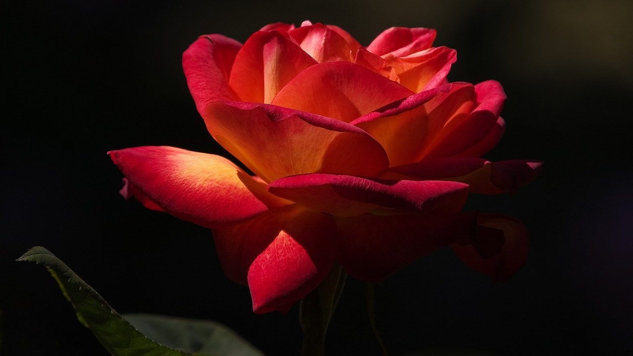 Обои макро, цветок, роза, лепестки, черный фон, macro, flower, rose, petals, black background разрешение 1920x1080 Загрузить