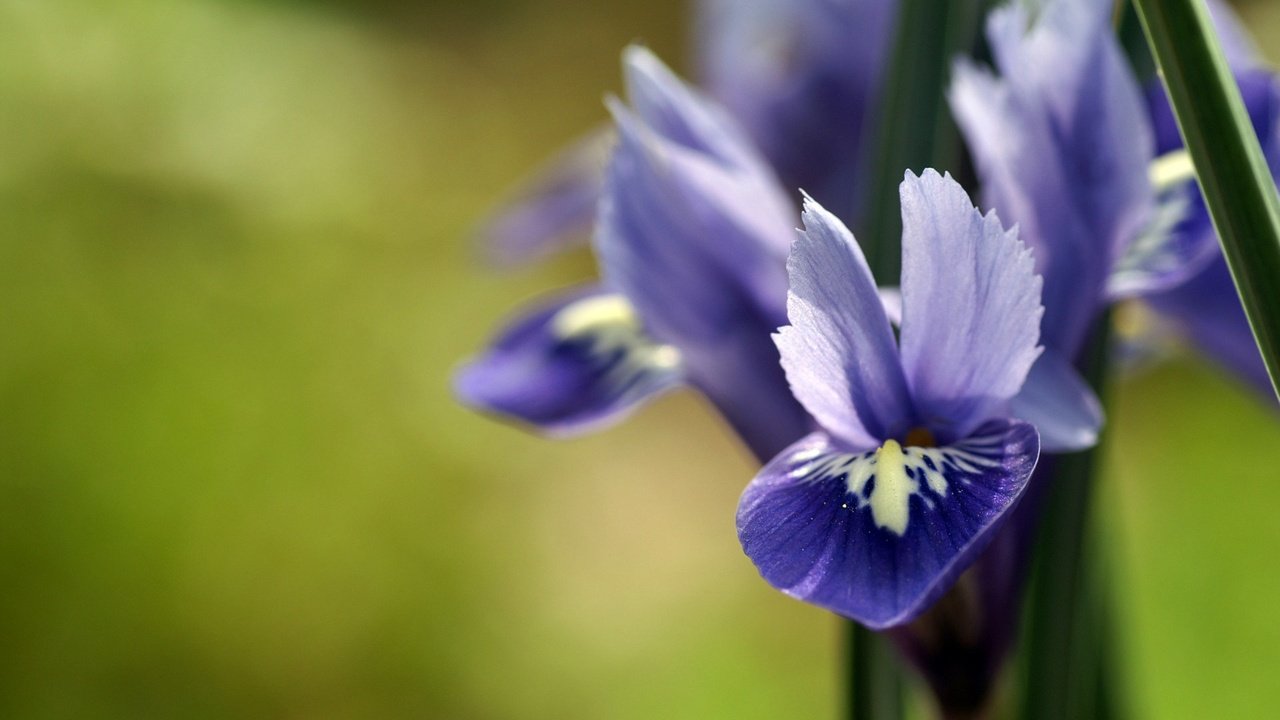 Обои цветок, лепестки, растение, ирисы, flower, petals, plant, irises разрешение 1920x1200 Загрузить