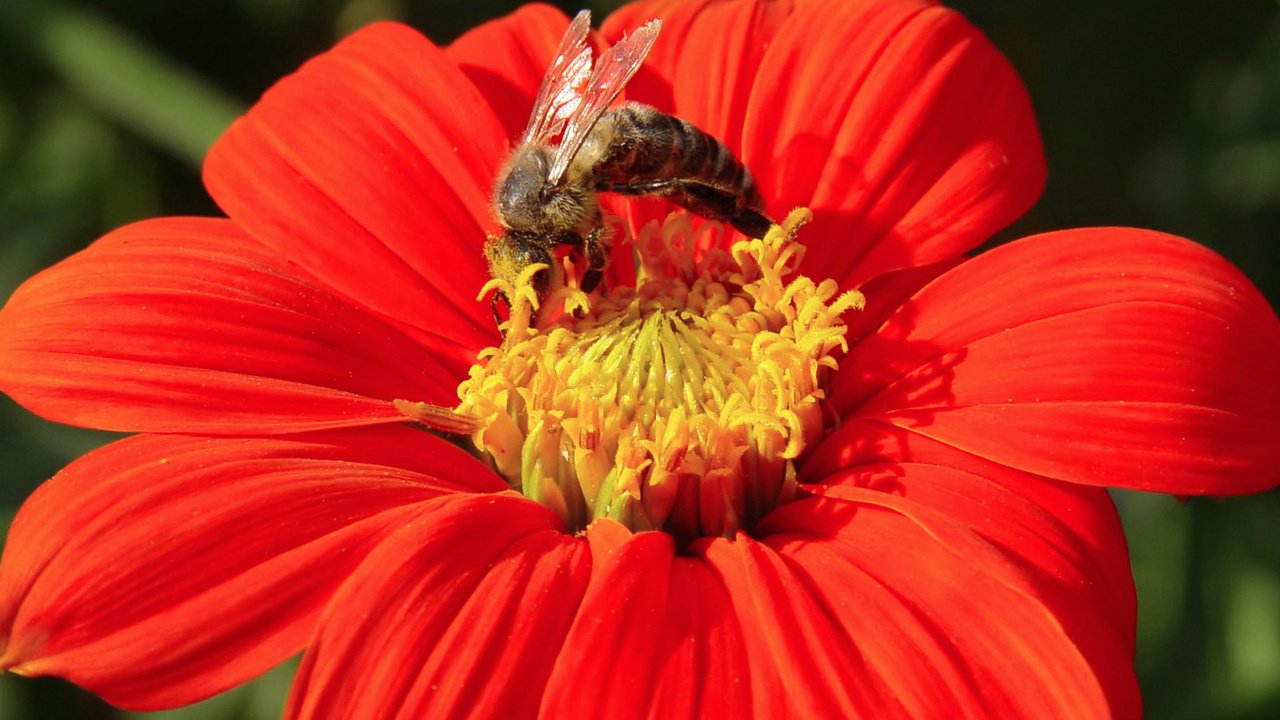 Обои цветок, бутон, пчела, flower, bud, bee разрешение 1920x1200 Загрузить