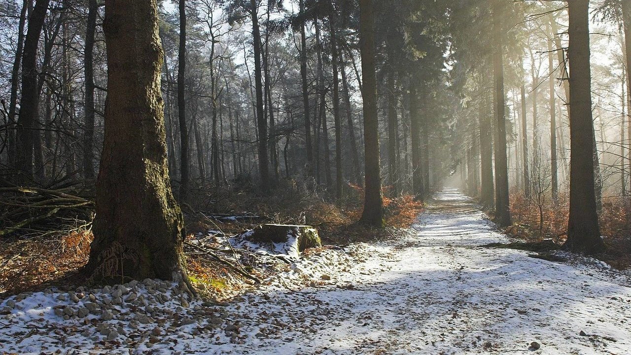 Обои дорога, дымка, деревья, природа, лес, зима, утро, осень, красота, road, haze, trees, nature, forest, winter, morning, autumn, beauty разрешение 1920x1080 Загрузить