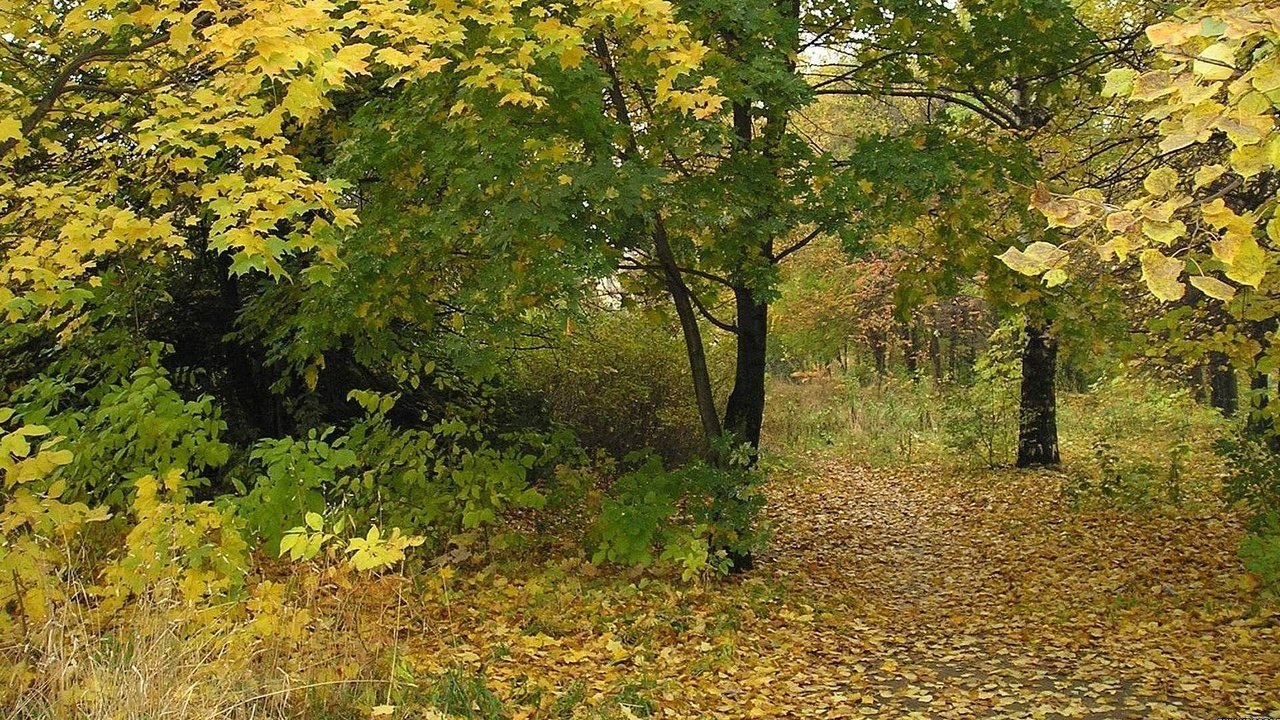 Обои деревья, лес, листья, листва, осень, тропа, trees, forest, leaves, foliage, autumn, trail разрешение 1920x1080 Загрузить