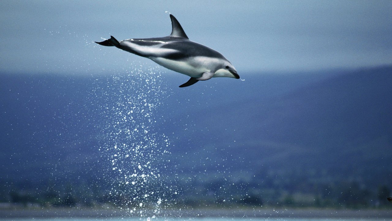 Обои небо, вода, море, прыжок, дельфин, подводный мир, the sky, water, sea, jump, dolphin, underwater world разрешение 2000x1333 Загрузить