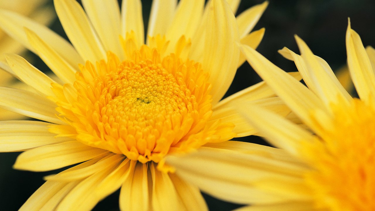 Обои цветы, макро, растение, желтые, хризантемы, flowers, macro, plant, yellow, chrysanthemum разрешение 1920x1200 Загрузить