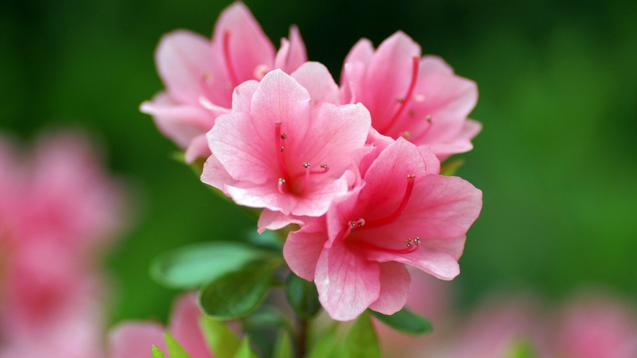 Обои цветы, розовые, азалия, flowers, pink, azalea разрешение 1920x1200 Загрузить