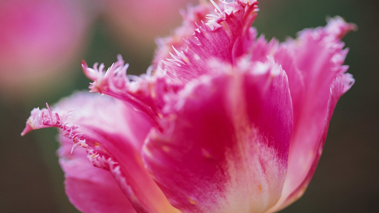 Обои цветок, лепестки, бутон, розовый, тюльпан, flower, petals, bud, pink, tulip разрешение 1920x1200 Загрузить