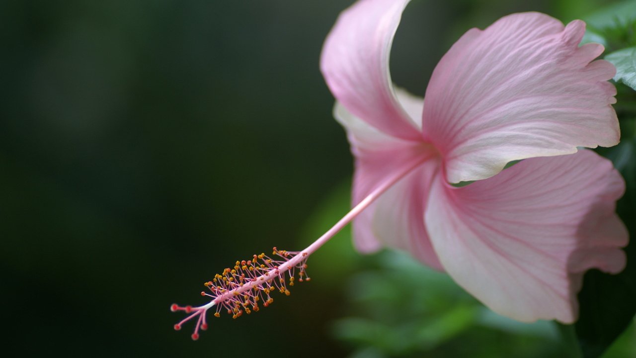 Обои цветок, гибискус, flower, hibiscus разрешение 1920x1200 Загрузить