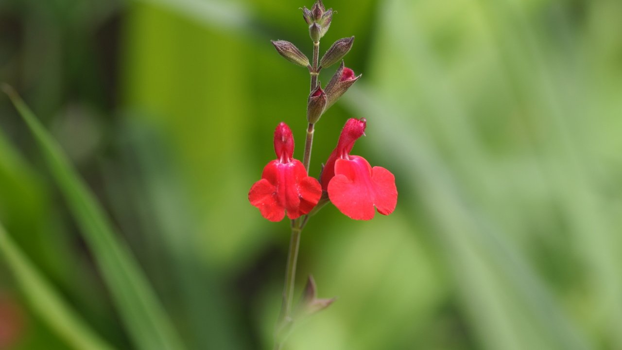 Обои цветы, лепестки, стебли, шалфей, salvia, сальвия, flowers, petals, stems, sage разрешение 1920x1200 Загрузить